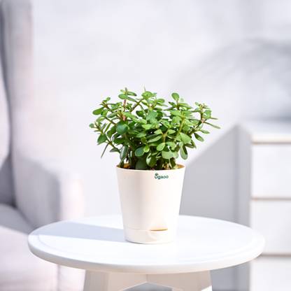 UGAOO Jade Plant