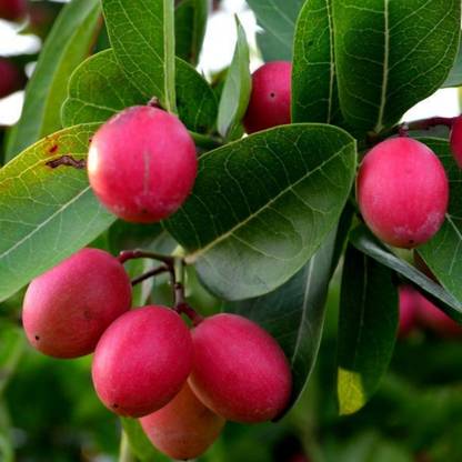 Hug A Plant Cherry Fruit Plant