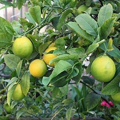 ACMS KAGZI KH-99 Seedless Lemon SEEDS High Yield Seed