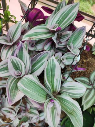 Gachwala Wandering Jew Plant
