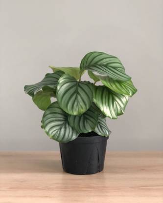 KPL CALATHEA Calathea Orbifolia Plant
