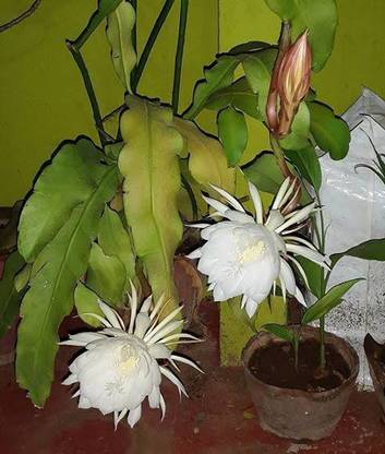 greennursery Brahma Kamal Plant