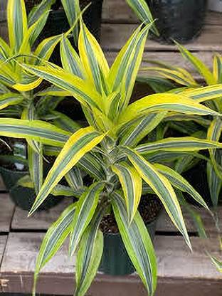 dracaen sanderiana variegated Tamarind Plant