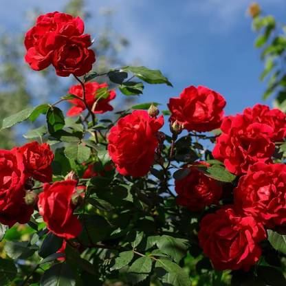 RupRish Rose Plant