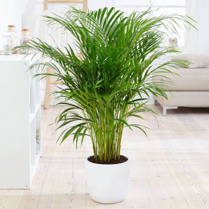 ibains Areca palm indoor live plant seeds for tree Seed