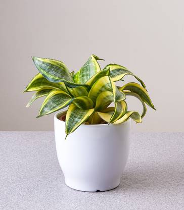 Horticult Sansevieria Plant