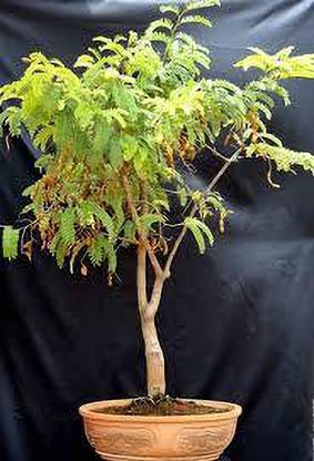 JR GLOBLE Tamarind Plant