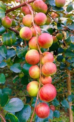 HYBRID Ber Apple Plant