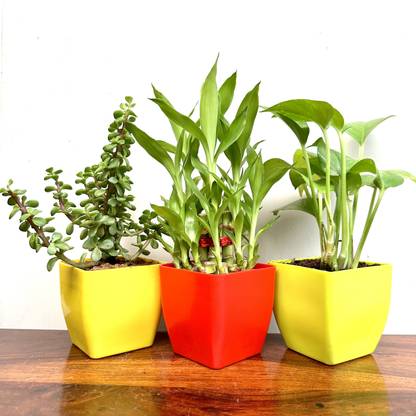 Gabbro Two Layer Bamboo Plant, Jade Plant, Money Plant