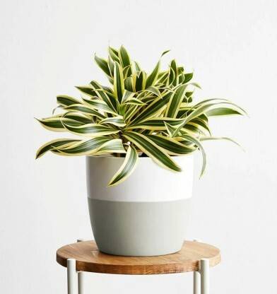 KUBERAA Song Of India Plant