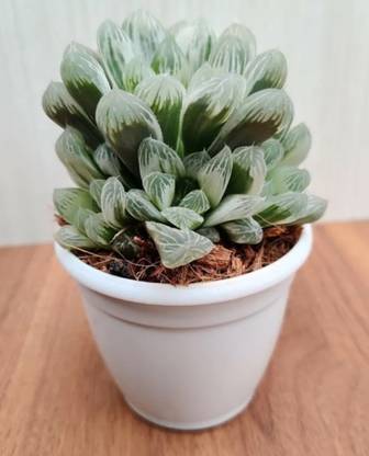 Succulent Succulents Plant