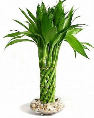 LivePlant Ruby Longan Plant