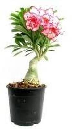 Cloud Farm Adenium Plant