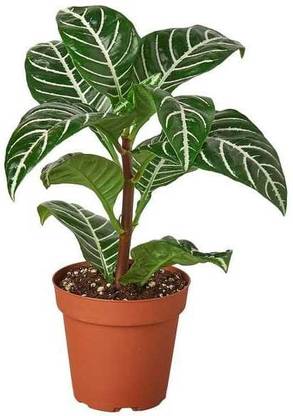 Aphelandra squarrosa Zebra Haworthia Plant