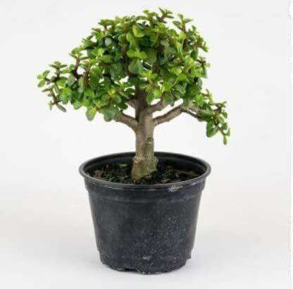 JESAA GREENS Jade Plant