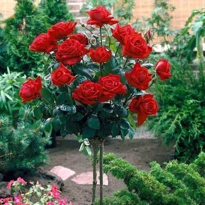 KrishnaNursery Rose Plant