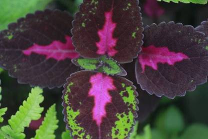 Cloud Farm Coleus Plant