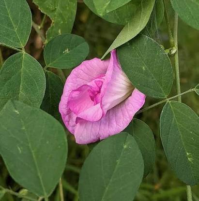 ARYAN EVERGREEN Aparajita/ Butterfly Pea Plant