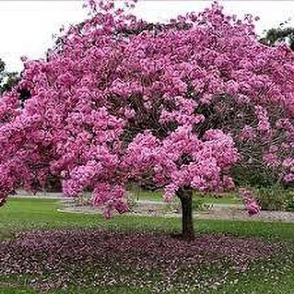 KUMUBON Tabebuia rosea