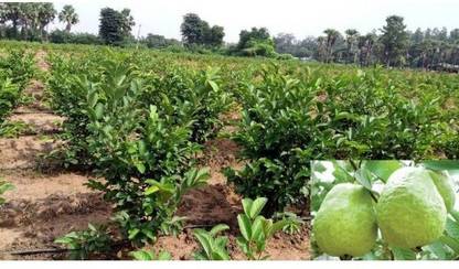 ABEFARIYA Guava Plant