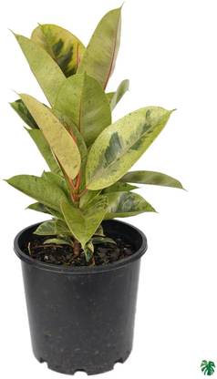 PlantStoreClub Variegated Rubber Plant