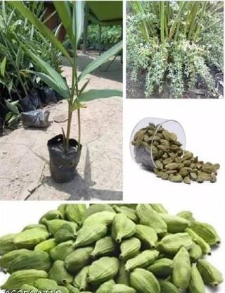 Aktar Enterprise Elaichi/Cardamom Plant