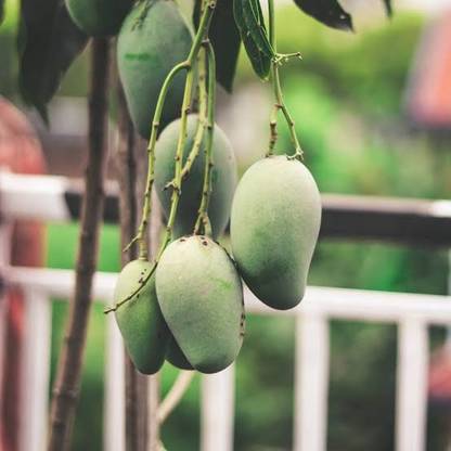 Thai All Time Grafted Mango Plant