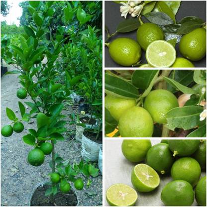 Cloud Farm Lemon Plant