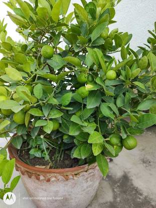 thai mini sour orang Lemon Plant
