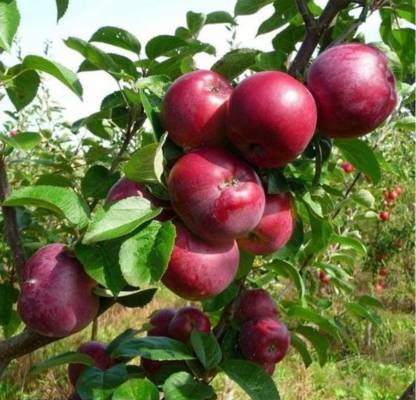 RPM Apple Plant