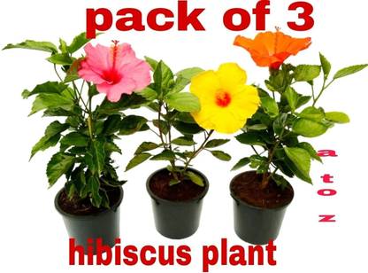 KrishnaNursery Hibiscus Plant