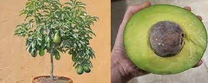 avocardo Avocado Plant