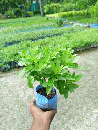 Cloud Farm Tulsi Plant