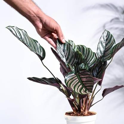 LivePlant Calathea Plant