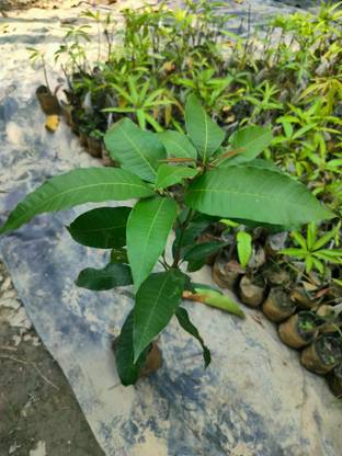 saraswati traders Mango Plant