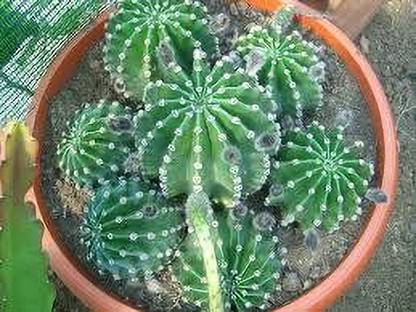 KPL ECHINOPSIS Echinopsis Oxygona Plant
