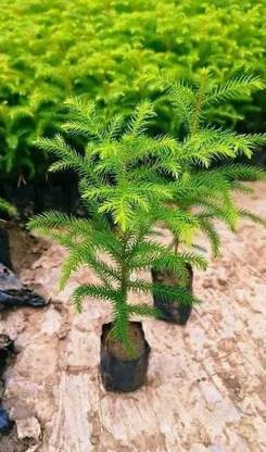 XMASTREE Christmas Tree Plant
