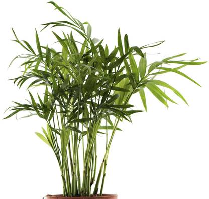 Platone Bamboo Palm Plant, Two Layer Bamboo Plant