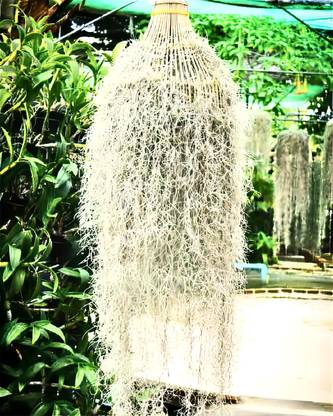 Divine Blossoms Air Plant Spanish Moss Seed
