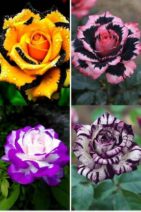 MAQINPLANTHOUSE Rose Plant