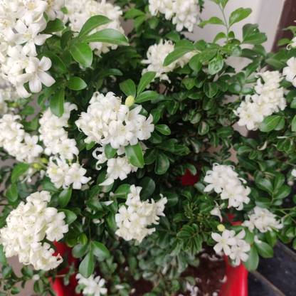Click to purchase Madhu Kamini Plant