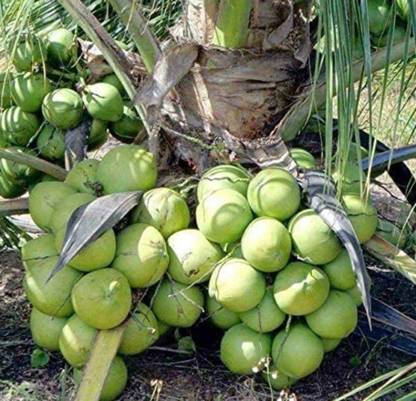 srdewan Coconut Plant