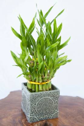 AGRAWBIC Two Layer Bamboo Plant