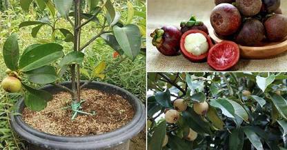 Axotic Grafted Mangosteen Plant