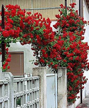 Cloud Farm Rose Plant