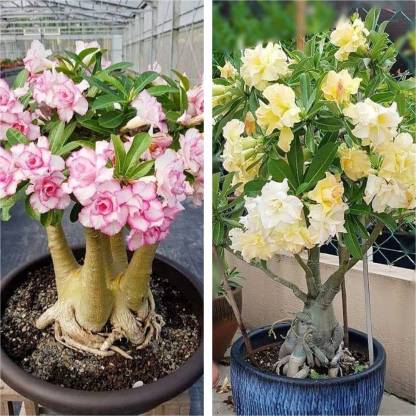 Cloud Farm Adenium Plant