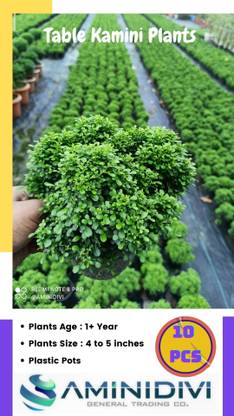 Aminidivi Madhu Kamini Plant Price in India - Buy Aminidivi Madhu