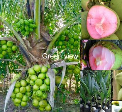 Green view Coconut Plant