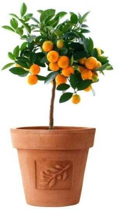 Corofitam Orange Plant