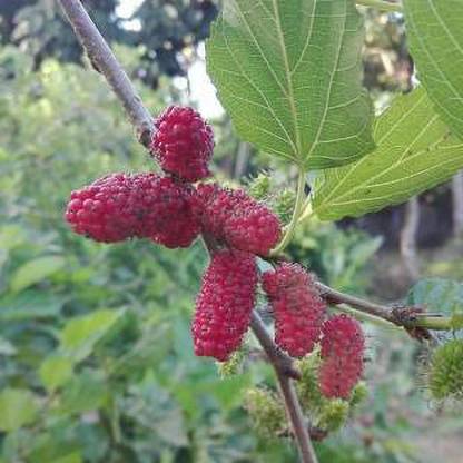Ukanda Shahtoot/Mulberry Plant